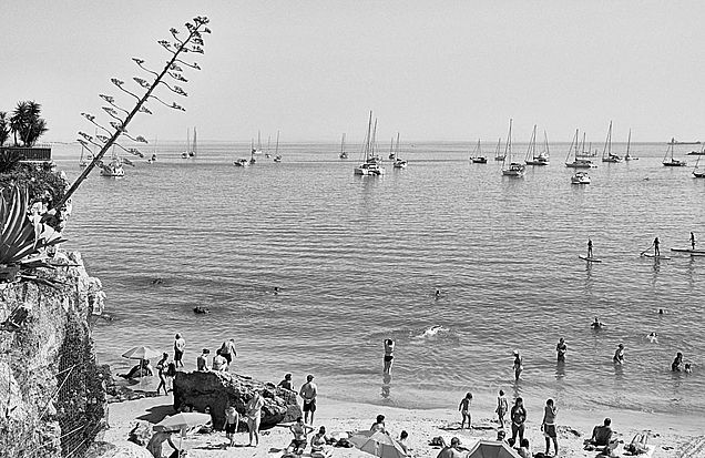 Praia e árvore 